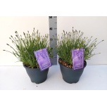 Lavandula Lavendel an Essence Purple 23cm