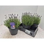 Lavandula Lavendel an Essence Purple 23cm