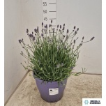 Lavandula Lavendel an Essence Purple 23cm