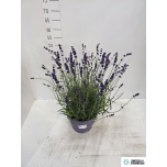 Lavandula Lavendel an Essence Purple 23cm
