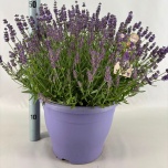 Lavandula Lavendel an Essence Purple 26cm