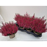 Calluna vulg Kanarbik garden girls angie 12cm