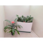 Aechmea Ekmea Fasciata Primera 15cm