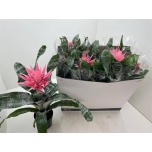 Aechmea Ekmea Fasciata Primera 15cm