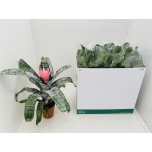 Aechmea Ekmea Fasciata Primera 15cm