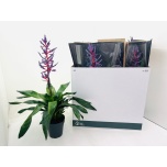 Aechmea Ekmea Blue Rain 15cm