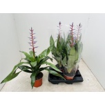 Aechmea Blue Rain 15cm