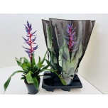 Aechmea Ekmea Blue Rain 15cm