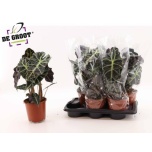 Alocasia Alokaasia amazonica Polly 17cm