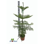 Araucaria Araukaaria 21cm