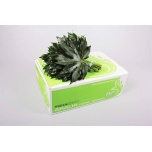 ARALIA RIO VERDE 30cm (pk)