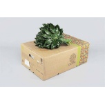 ARALIA RIO VERDE 30-35cm (pk)