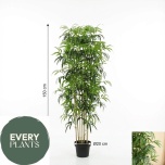 BAMBOO PLANT IN POT - 150cm