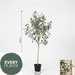 EUCALYPTUS CINEREA IN POT - 180cm