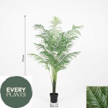 DYPSIS PLANT IN POT - 170cm