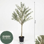 OLEA TREE IN POT - 170cm