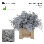Asparagus Setaceus paint Silver 45cm (pk)