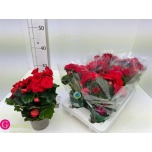 Begonia Baladin 13cm