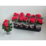Begonia Baladin 9cm