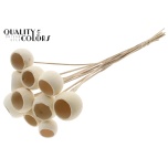 Stick Bell Cup Bleached 5pc/bunch 50cm (pk)