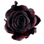 EC Roos 60cm paint Black Splash Red