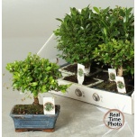 Bonsai Bonsai 15cm