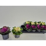 Brassica Kapsas oler 12cm