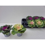 Brassica Kapsas oler 12cm