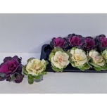 Brassica Kapsas 9cm