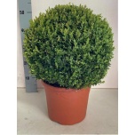 Buxus Pukspuu 26cm