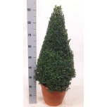 Buxus Pukspuu semp 29cm