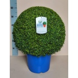 Buxus Puksupuu semp 30cm