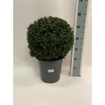 Buxus  Puksupuu 35cm