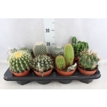 Cactus Kaktus 12cm