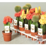 Cactus Kaktus 8.5cm