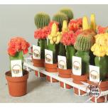 Cactus Kaktus 8.5cm