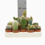 Cactus Kaktus 5,5cm