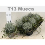 Calocephalus-Muehlenbeckia Padipõõsas-Ronitatar 13cm