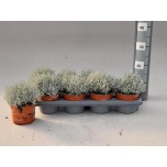 Calocephalus Padipõõsas 13cm