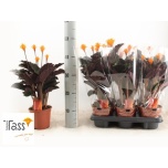 Calathea Tiigerlehik 14cm