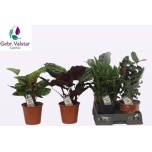 Calathea Tiigerlehik mix 19cm