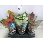 Caladium 12cm