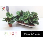 Calathea Tiigerlehik Medallion 14cm