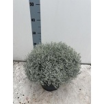 Calocephalus/Muehlenbeckia Padipõõsas 23cm
