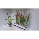 Cambria mix 12cm