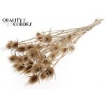 Dried Cardi distel Natural 10pc/bunch 55cm (pk)
