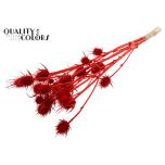 Dried Cardi distel paint Red 5pc/bunch 70cm (pk)