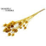 Dried Cardi distel paint Yellow 5pc/bunch 70cm (pk)