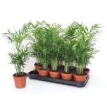 Chamaedora elegans Vääris-mägipalm 12cm