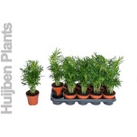 Chamaedora elegans Vääris-mägipalm 12cm